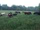 Organic Grass-Fed Dairy and Beef Farm